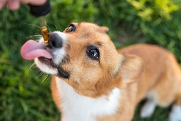 Cbd-for-dogs
