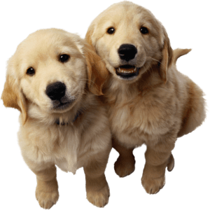 CBD for Dogs