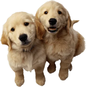 CBD for Dogs